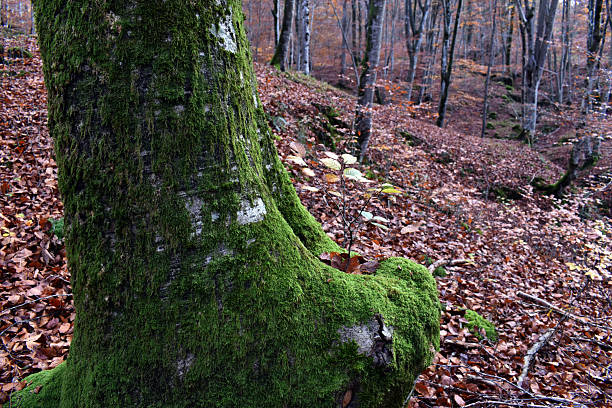 istock Young beech tree growing in the hole of a beech tree trunk (Fagus sylvatica) 2215857986