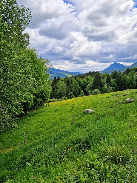istock meadow in mountains Alps 2215861417