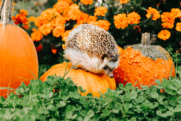 istock Hedgehog on a Pumpkin Surrounded by Clovers 2215862909