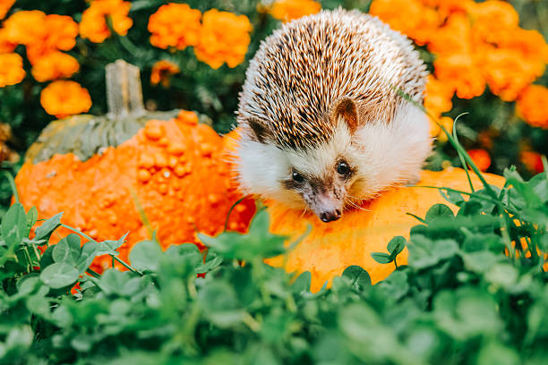 istock Hedgehog on Pumpkins with Flowers in Autumn 2215862913