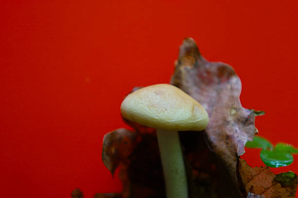 istock A tiny mushroom with a creamy cap grows next to dry leaves on a vibrant red background. The macro shot highlights the details of the mushroom and the contrast between it and the background. 2215863732