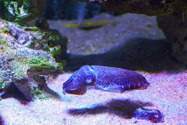 Colorful squid swimming in dark aquarium water. Cuttlefish in Monterey Bay Aquarium.