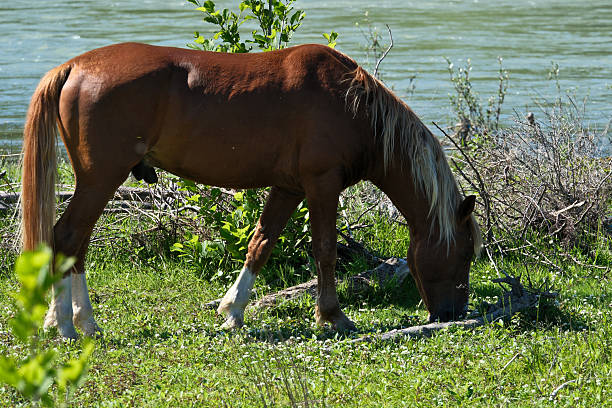 istock horse on the river bank on a sunny day 2215866568
