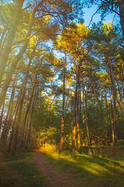 istock A narrow path between bizarrely curved pine trees at sunset. A hiking trail in the forest. Deformation of plant trunks growing near the sea coast. 2215868195