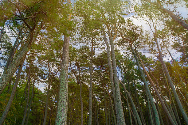 Deserted sea coast, pine forest on the beach