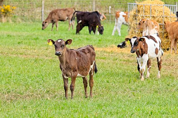 istock Friesian cross Jersey calf 2215868380