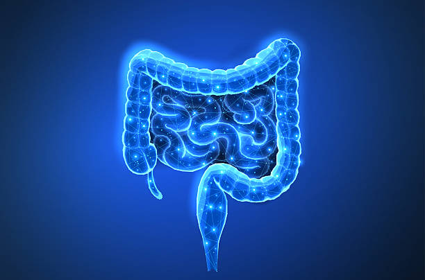 Abstract isolated wireframe intestinal human digestive system. Gut health, bowel disease, gastrointestinal tract. Abstract isolated human intestines. Gut health, bowel disease, gastrointestinal tract, stomach ache, intestinal microbiota, colon inflammation, esophagus pain. colon stock illustrations