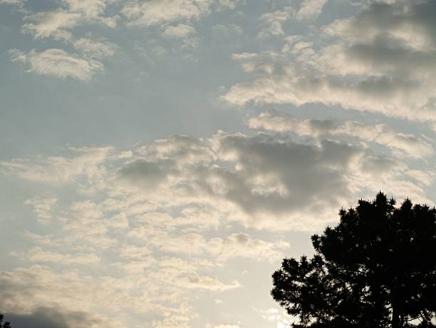 An image of a tree silhouette against a sky, creating a vintage and dramatic effect.