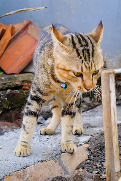 Beauty mixed domestic cat isolated on white background