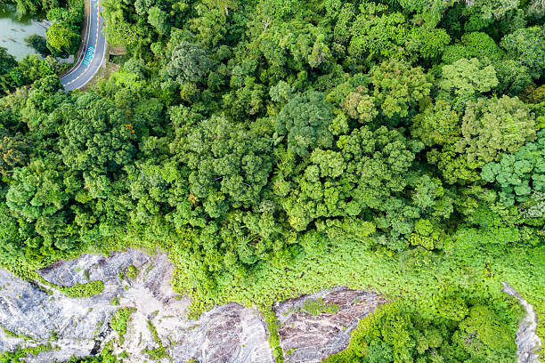 istock Top view green forest trees background, Beautiful green nature background 2215876378