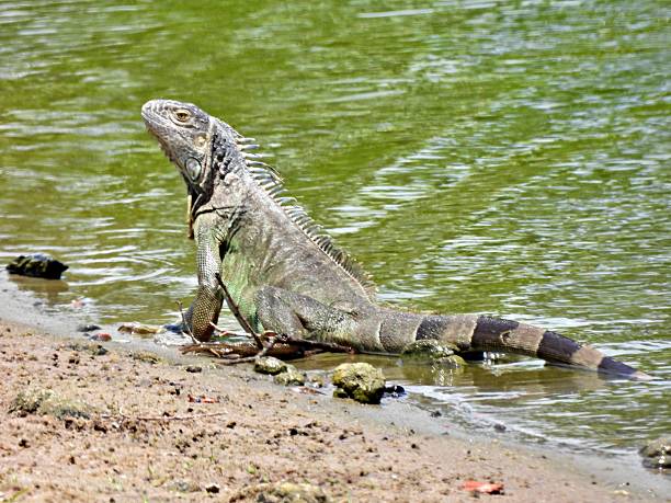 istock Green Iguana (Iguana iguana) -  resting at water's edge 2215876639
