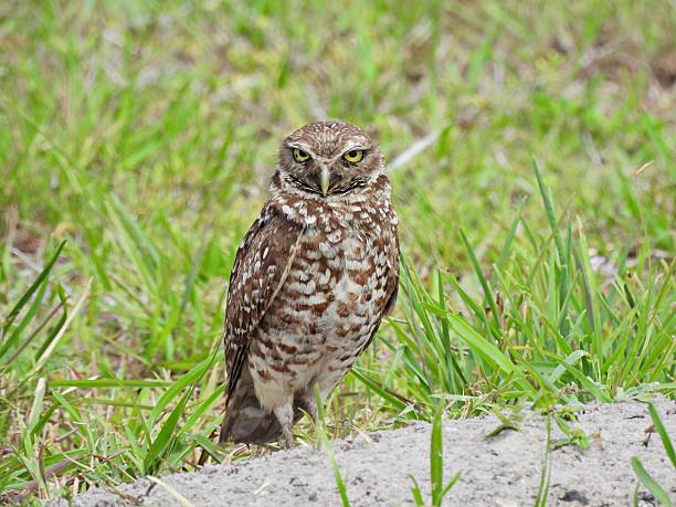 istock Burrowing Owl - (Athene cunicularia) - resting in the sand 2215876734