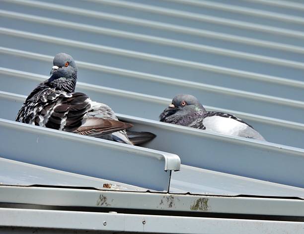 istock Rock Pigeons (Columba livia) - resting on top of a roof 2215876862