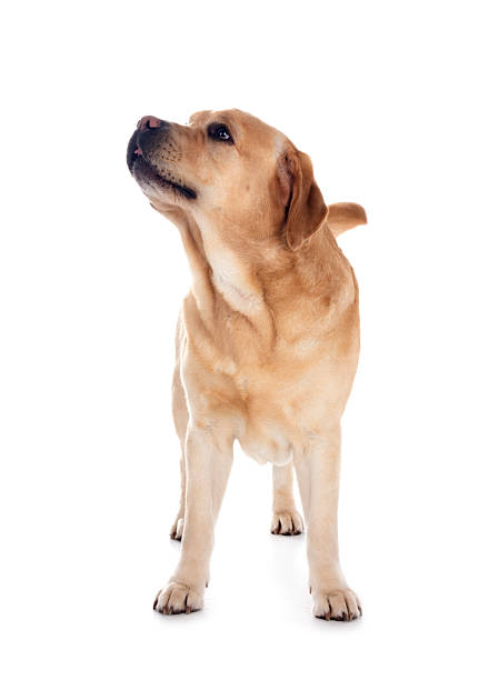 Close-up of a dog's head