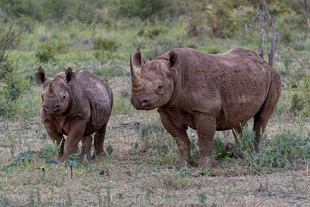 istock Black rhino with calf in South Africa 2215879121