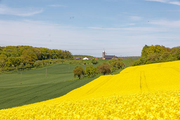 In front view large canola field against small hill with a village church.