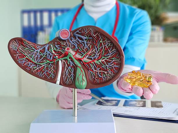 istock Medical professional explaining liver anatomy while illustrating functions with a model and supplements 2215882426