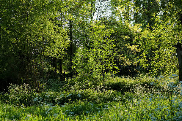 istock Green Spring Forest with Wildflowers 2215890145