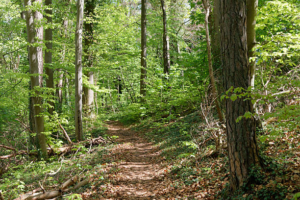 istock The Moselsteig trail is crossing some idyllic forest after Perl, Saarland, Germany 2215890421