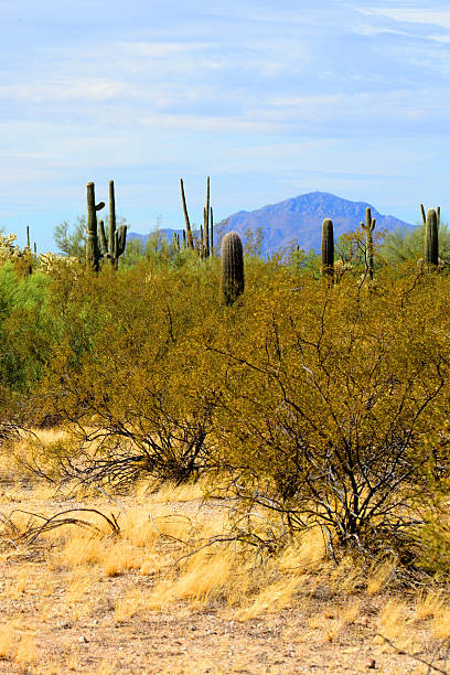 istock Early Winter Landscape Sonoran Desert Arizona 2215890446