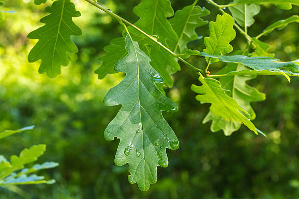 YERUSHALMI Solum Sessile Oak 未開栓　希少 400+ Sessile Oak Stock Photos, Pictures & Royalty-Free Images