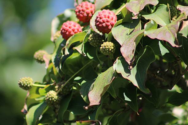 istock Dogwood Berries 2215893160