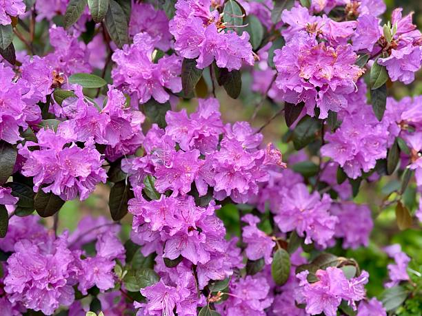 Full Frame Shot Of Pink Flowering Plants