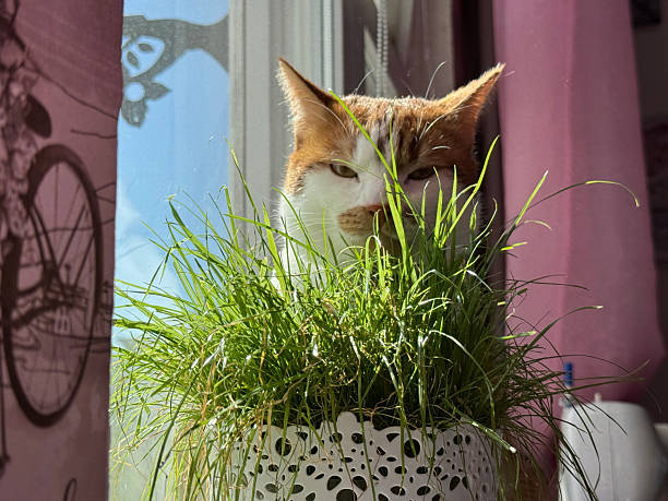 istock Cat sitting next to a pot with grass. Close-up. 2215893991