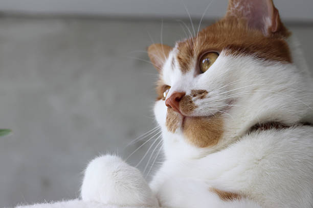 A ginger cat is sitting with a thoughtful look.