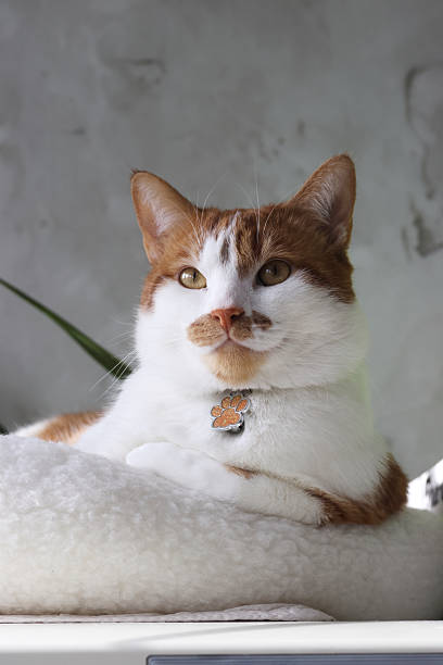 istock A ginger cat is sitting in a bed. Paws tucked. Close-up. 2215894039