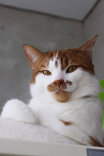 istock A ginger cat is sitting in a bed. Paws tucked. With a thoughtful look. Low-Angle Shot 2215894041