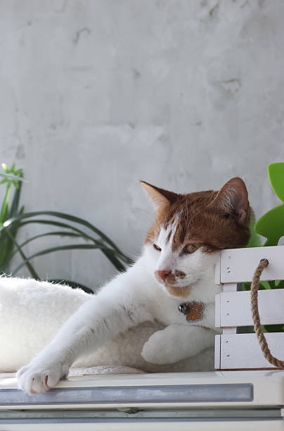 istock A ginger cat is sleeping in a bed on top of a refrigerator. 2215894044
