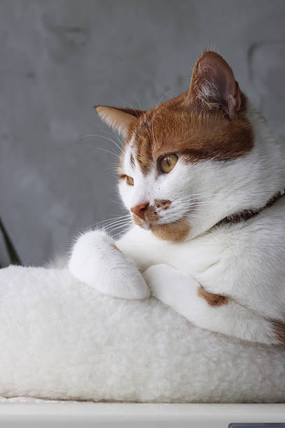 istock A ginger cat is sitting in a bed. Paws tucked. With a thoughtful look. 2215894052