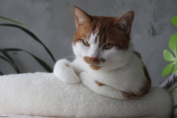 istock A ginger cat is in a pet bed, paws tucked, looking at the camera. 2215894054