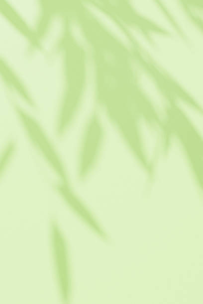 istock Abstract green studio background for product presentation. Green empty wall with shadows from tree leaves. 3D room with space for copying. The concept of summer and spring. Spring vertical background. 2215894252