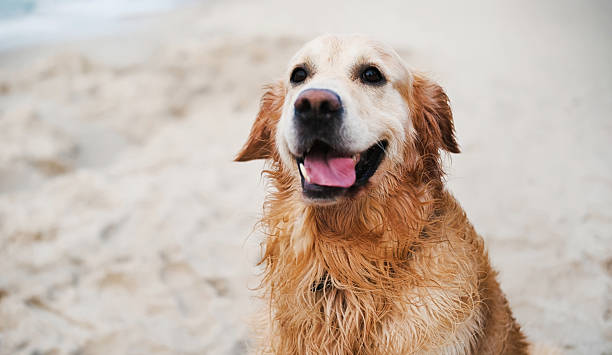 istock Happy Adorable Golden Retriever Dog Playing On A Sandy Beach 2215895280
