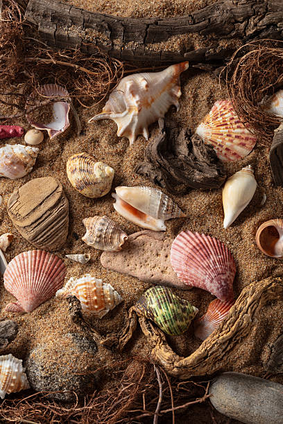 istock Beach themed background with snags, shells, stones, and sand. 2215895796