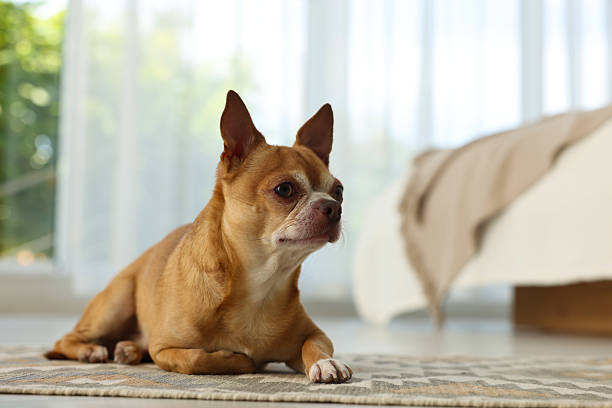 istock Cute Chihuahua dog on rug in room 2215898190