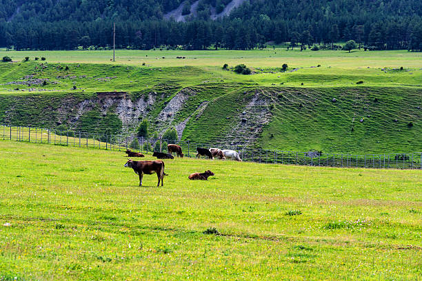 istock Cows on a green field. A mountain pasture with green grass and cows. 2215898976