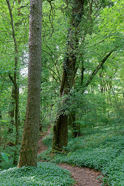 istock Relaxing forest landscape with footpath crossing a forest with different tree varieties and woodruff (Galium odoratum) in spring 2215899867