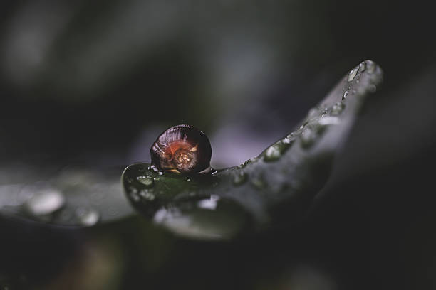 Close-up macro of dew droplets on a dark leaf, capturing delicate reflections, natural light, and the essence of tranquility.