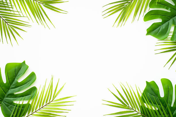 istock Summer flat lay background tropical leaves on white. 2215900064