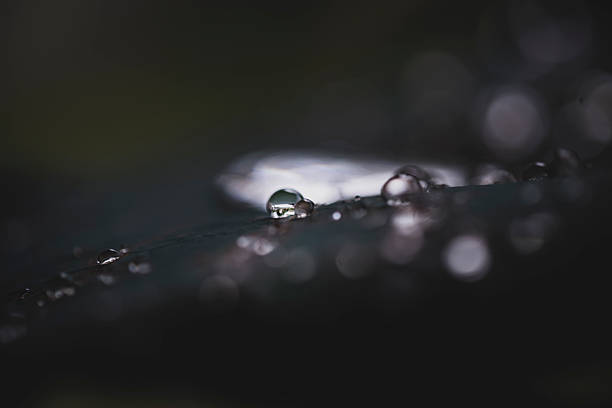 Close-up macro of dew droplets on a dark leaf, capturing delicate reflections, natural light, and the essence of tranquility.