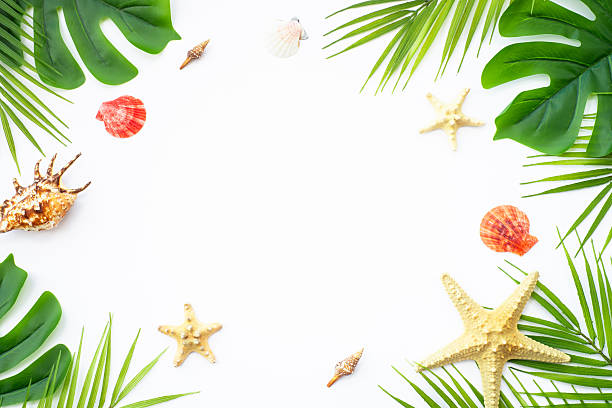 istock Summer flat lay background tropical leaves on white. 2215900071
