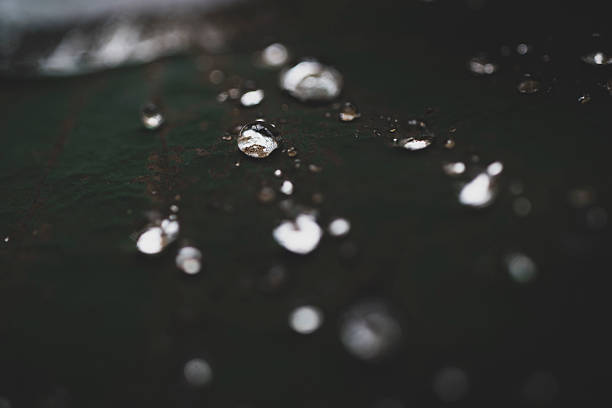 Close-up macro of dew droplets on a dark leaf, capturing delicate reflections, natural light, and the essence of tranquility.