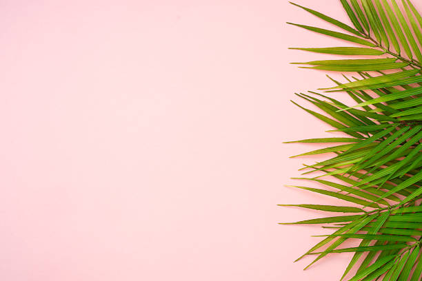 istock Palm leaves and white podium on pink background. 2215900127
