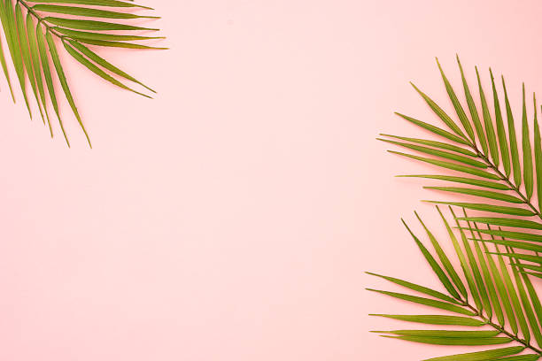 istock Palm leaves and white podium on pink background. 2215900130
