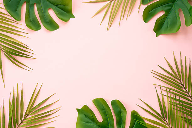 istock Summer flat lay background tropacal leaves on white. 2215900137