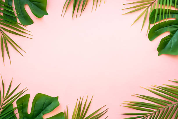 istock Summer flat lay background tropacal leaves on white. 2215900203