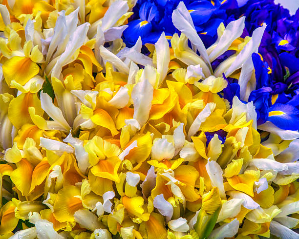 Bright purple, white, blue and violet blooming Iris xiphium (Bulbous iris, sibirica) on green leaves ang grass background in the garden in spring and summer